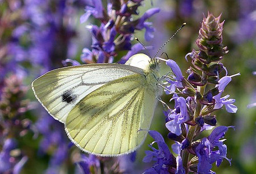 モンシロチョウの幼虫 青虫の見分け方や大きさは 幼虫の教科書