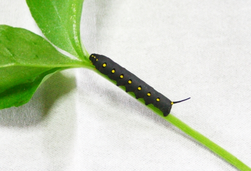 芋虫の種類 黒い芋虫は一体何 幼虫の教科書