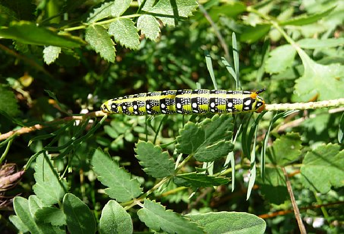 オリーブのつく青虫の駆除 予防方法とは 幼虫の教科書