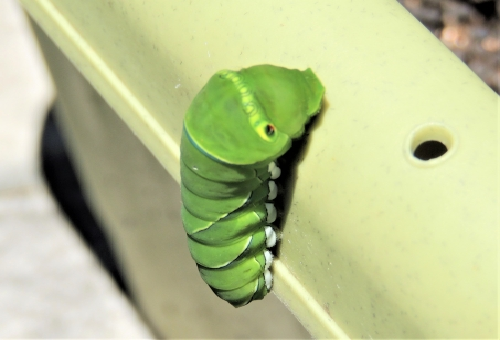 アゲハ蝶の青虫の育て方 エサは何がいいの 幼虫の教科書