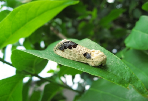 シャチホコガの幼虫に毒はあるの 幼虫の教科書