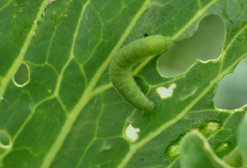 白菜につく青虫の種類や洗い方とは 幼虫の教科書