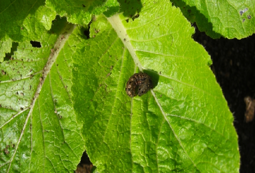 ひまわりに発生する青虫の種類や駆除方法について 幼虫の教科書