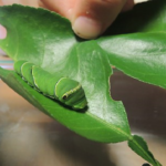 芋虫は他の虫からの毒が効かない 本当 幼虫の教科書