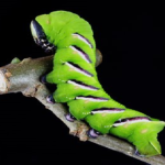 アゲハ蝶の青虫のツノの臭い理由とは 幼虫の教科書
