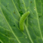 モンシロチョウの幼虫 青虫 が脱皮に失敗した時の原因 その対策は 幼虫の教科書