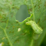 小松菜に発生する青虫！その駆除対策法や農薬について！