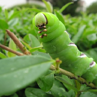 ブロッコリーに付く青虫の種類は 何の幼虫 幼虫の教科書