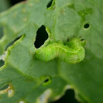 白菜につく青虫の駆除方法や消毒のやり方について